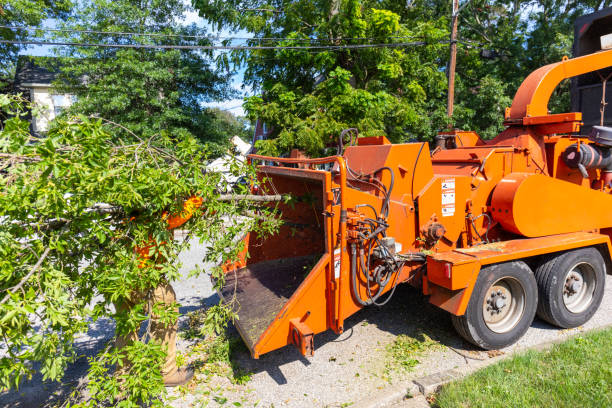 Trusted Holbrook, AZ Tree Service Experts